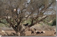 goats in trees