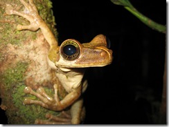 Tree Frog