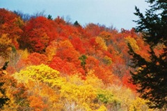 Photo Vermont Fall1